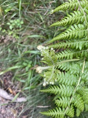 Pteridium aquilinum wightianum