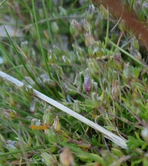 Arenaria ciliata