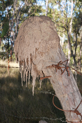 Nasutitermes walkeri