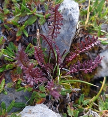 Pedicularis rosea