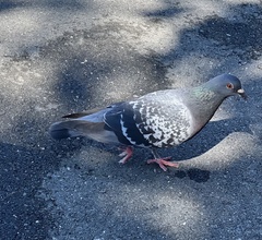 Columba livia domestica