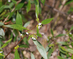 Myoporum acuminatum