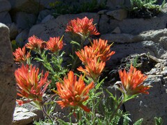 Castilleja applegatei viscida