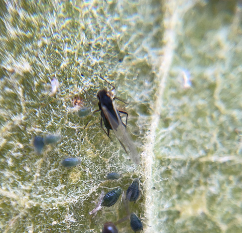 iNaturalist observation photo of Aphidini