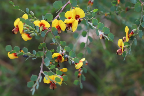 Bossiaea rhombifolia Sieber ex DC.
