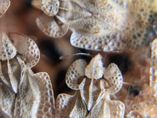 iNaturalist observation photo of Corythucha