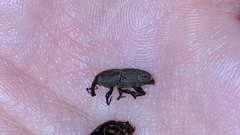 Sphenophorus coesifrons