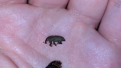Sphenophorus coesifrons