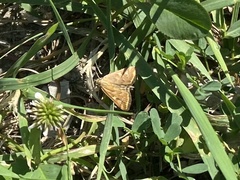 Loxostege sticticalis