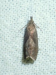 Dichrorampha simpliciana