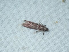 Cryptoblabes bistriga