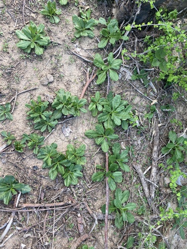 Talinum sonorae (Talinum sonorae)