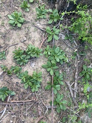 Talinum sonorae