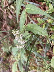 Eupatorium chinense tozanense