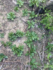 Talinum sonorae