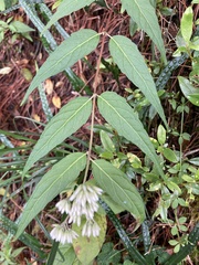 Eupatorium chinense tozanense