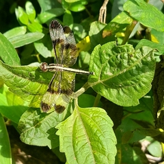 Neurothemis tullia