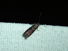 Cryptoblabes bistriga