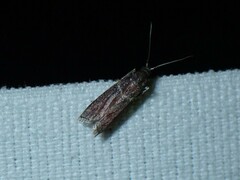 Cryptoblabes bistriga