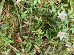 Tripterospermum microphyllum