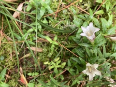 Tripterospermum microphyllum