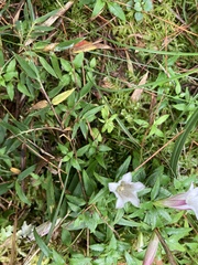 Tripterospermum microphyllum