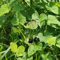 Neurothemis tullia