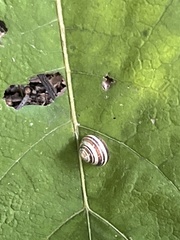 Cepaea hortensis