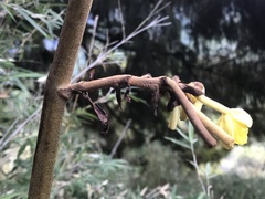 Galeola lindleyana