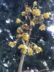 Galeola lindleyana