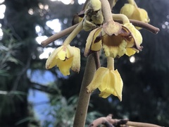 Galeola lindleyana