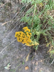 Tanacetum vulgare