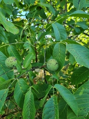 Juglans regia