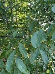 Juglans regia