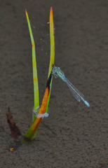 Ischnura gemina