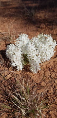 Macgregoria racemigera