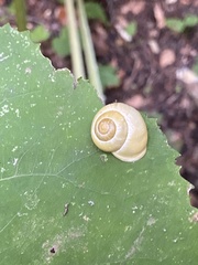 Cepaea hortensis