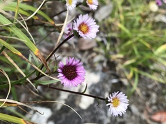 Erigeron morrisonensis fukuyamae