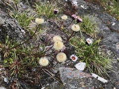 Erigeron morrisonensis fukuyamae