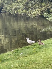 Chroicocephalus ridibundus