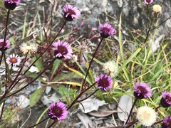 Erigeron morrisonensis fukuyamae