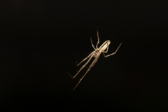 Tetragnatha demissa