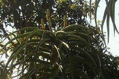 Aloidendron barberae