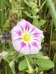 Convolvulus tricolor