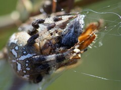Araneus quadratus