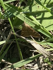 Loxostege sticticalis