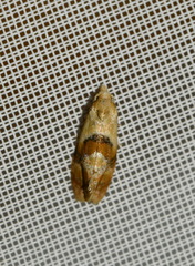 Cochylidia rupicola