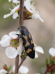 Castiarina adelaidae