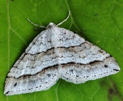 Perizoma parallelolineatum