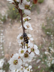 Castiarina adelaidae